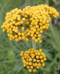Helichrysum nudifolium