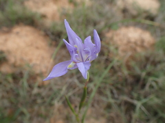 Moraea