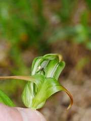 Pterostylis patens