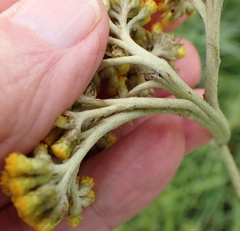 Helichrysum nudifolium