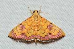 Isocentris filalis