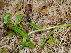 Pterostylis patens