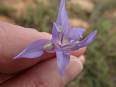 Moraea