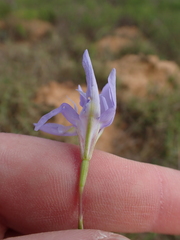Moraea