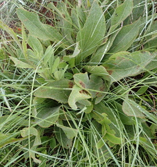 Helichrysum nudifolium