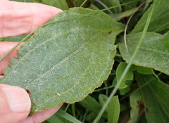 Helichrysum nudifolium