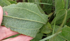 Helichrysum nudifolium