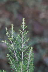 Erica arborea