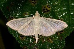 Poliobotys ablactalis