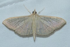 Poliobotys ablactalis