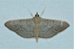 Poliobotys ablactalis