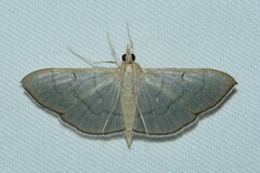 Poliobotys ablactalis