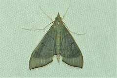 Poliobotys ablactalis