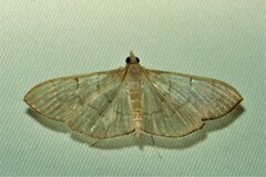 Poliobotys ablactalis