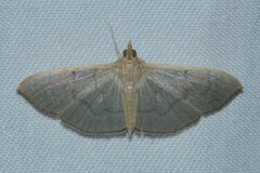 Poliobotys ablactalis