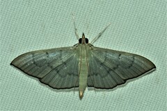 Poliobotys ablactalis