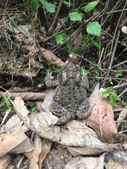 Duttaphrynus himalayanus