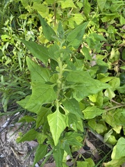 Tetragonia