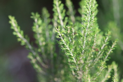 Erica arborea