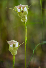 Pterostylis baptistii