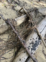 Zosteraceae