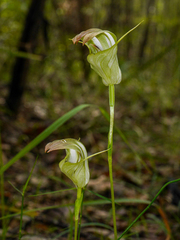 Pterostylis baptistii