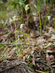 Pterostylis baptistii