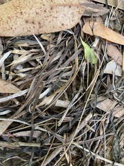 Zosteraceae