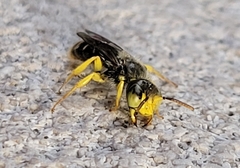 Calliopsis andreniformis