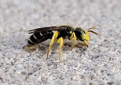 Calliopsis andreniformis