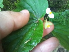 Begonia hirtella