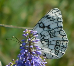 Melanargia russiae