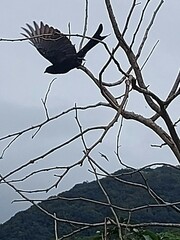 Dicrurus macrocercus