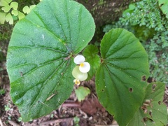 Begonia hirtella