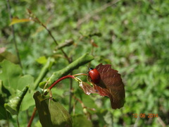 Chrysomela populi