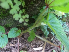 Begonia hirtella