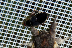 Phyllodromica megerlei