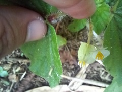 Begonia hirtella