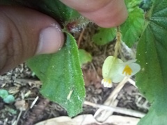 Begonia hirtella