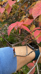 Viburnum setigerum