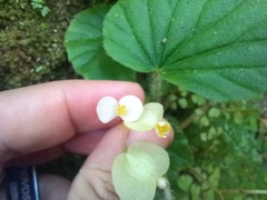 Begonia hirtella