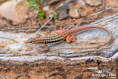 Bushveld Lizard - Photo (c) Tyrone Ping, some rights reserved (CC BY-NC), uploaded by Tyrone Ping