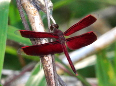 Neurothemis manadensis