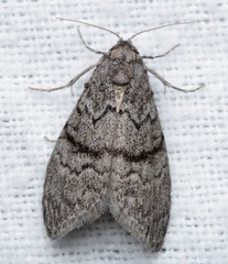 Heteromicta pachytera