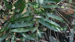 Acrostichum speciosum