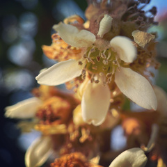 Eriobotrya japonica