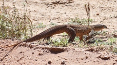 Varanus panoptes rubidus