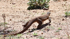 Varanus panoptes rubidus