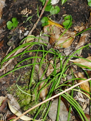 Arthropodium candidum