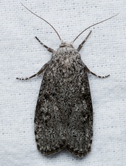 Cryptophasa irrorata